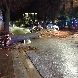 Tolentino - Crolla un albero nella notte: auto danneggiata e dubbi sui controlli del verde